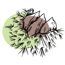 Marrons d'Ardèche avec morceaux de marrons